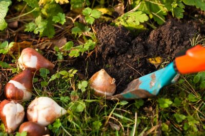 Voorjaarsbollen planten in 3 stappen